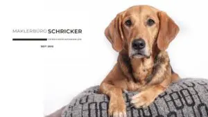 Hunde-OP- und Hundekrankenversicherung